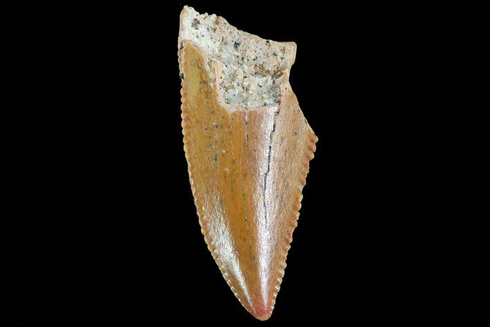 Serrated, Raptor Tooth - Morocco #74398